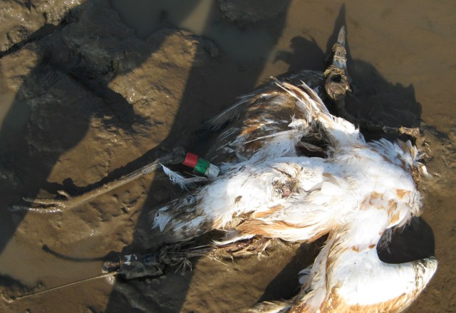 Dead Whooping Crane in Calhoun Co. GA, December 2010