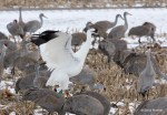 Whooping crane with sandhills, Barren Co., KY