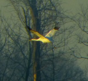 Whooping Crane photographed through windshield, Henderson KY, December 12 2012. Photo by Charles Crawford.
