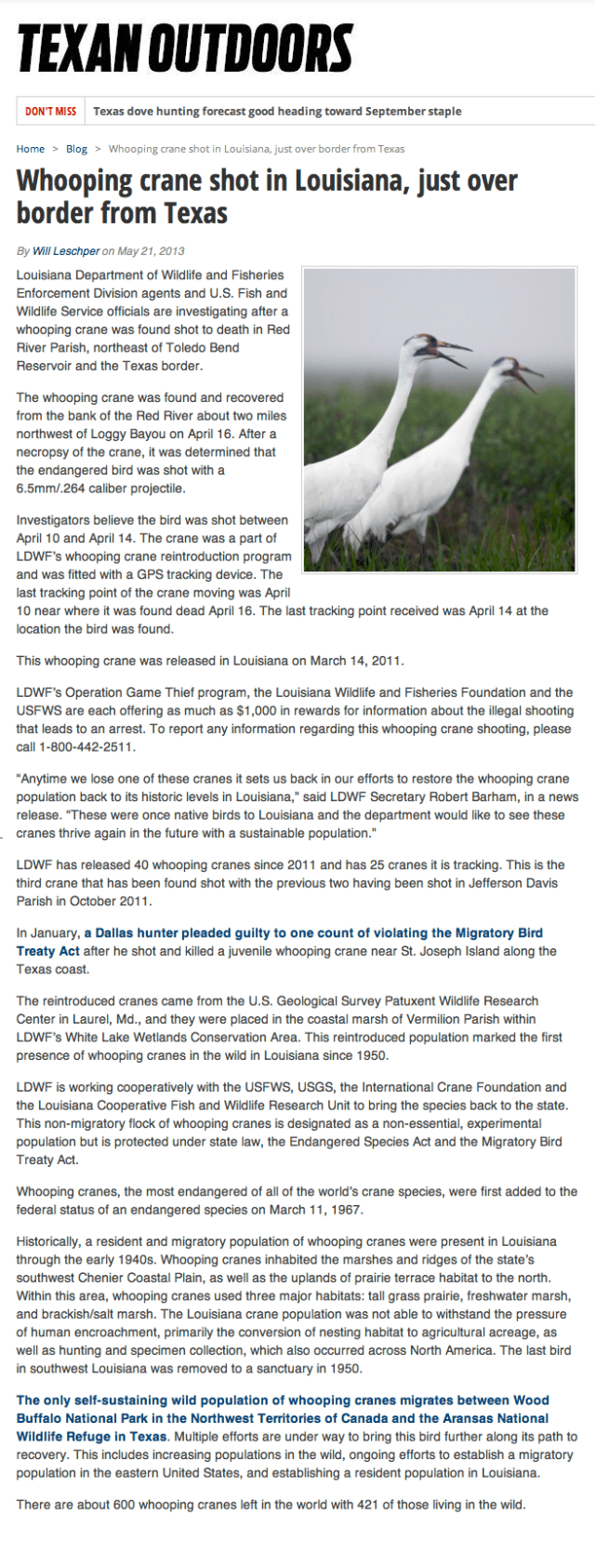 Texan Outdoors_21 May 2013_Whooping Crane shot in Louisiana