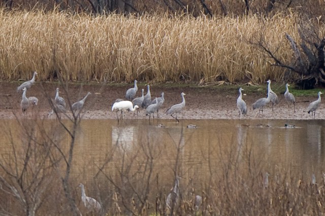 Whooping Crane and Sandhills at Hiwassee Refuge, December 14, 2008. Photo by R. Neal