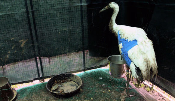 Male Whooping Crane shot in southwest LA recovering from surgery to repair shattered wing bones.