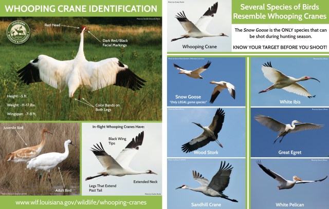 LDWF_whooping_crane_fact_sheet