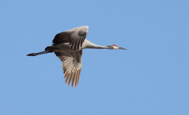 sandhill-crane_cecilia-hardin-co_22-feb-2014_img2219_mwy