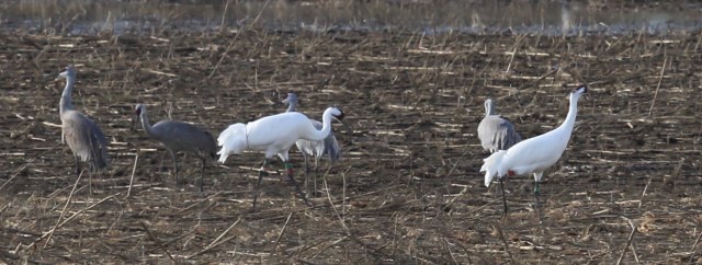 1-11 and Latka 59-13_Wheeler NWR_10 January 2016_2H6A0748_MWYandell