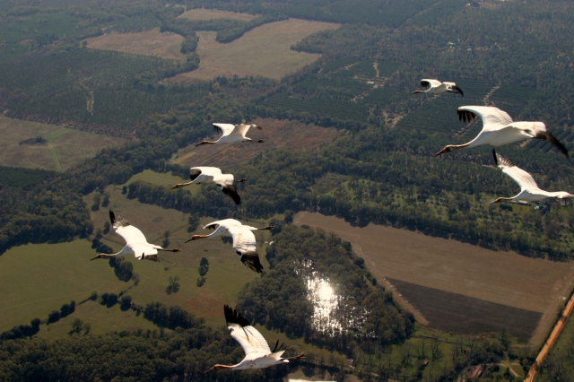 Operation Migration_young Whoopers following ultralight_terl-GA0003
