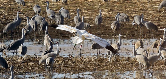 PR 14-15_Wheeler NWR Decatur AL_10 Jan 2016_2H6A0739_MWYandell