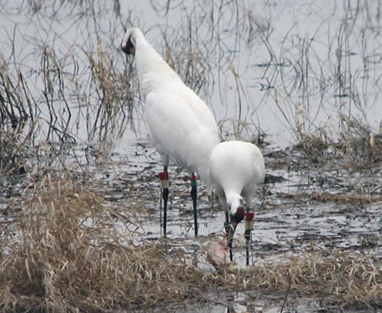 211_217_30mar08_russallison