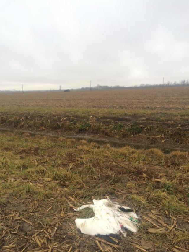 whcr-no-4-11_greene-co-in_5-january-2017_photo-by-indiana-dnr