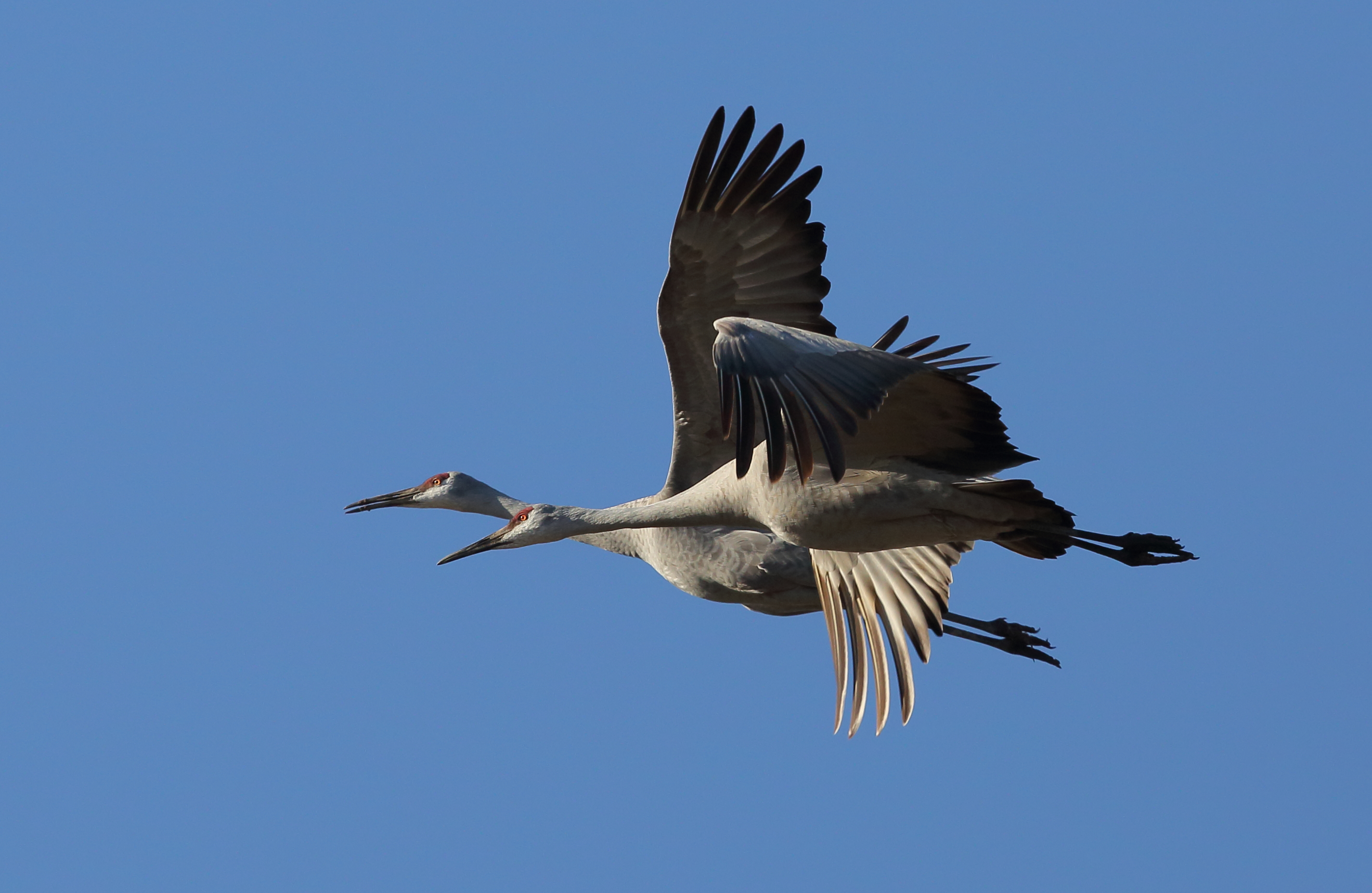 Sandhill Cranes_Cecilia-Hardin Co KY_9 February 2017_2H6A0536