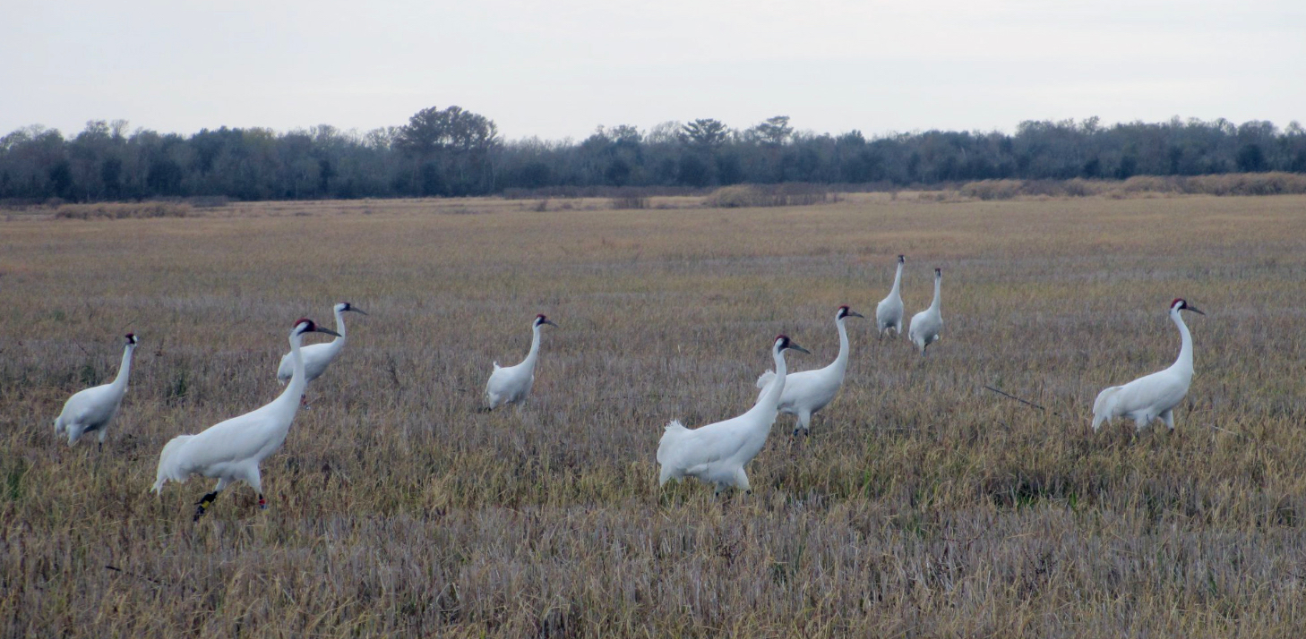 3 January 2020-Louisiana_adj