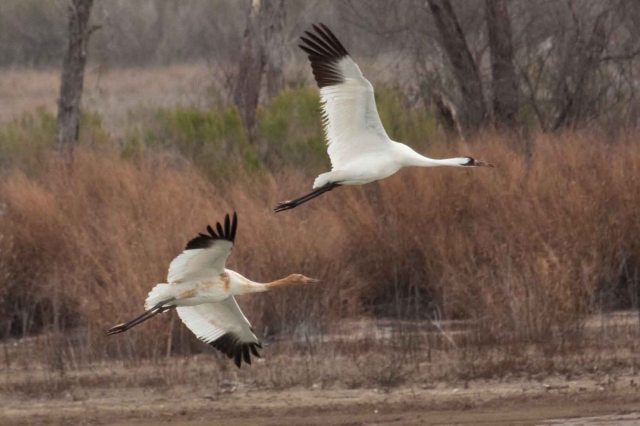 Louisiana whoopers_flight_grangerlk_friendshippk_12-28-11_Sara Zimorski_2010 cohort